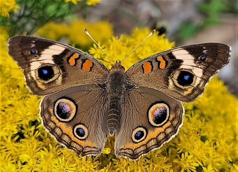 Common_Buckeye This is a picture of a common buckeye at Kinder Farm Park in Millersville, Maryland. Common Buckeye,Fall,Geotagged,Junonia coenia,United States