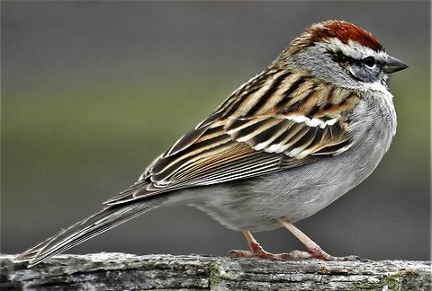 Chipping_Sparrow This is a picture of a Chipping Sparrow at Kinder Farm Park in Millersville, Maryland. Chipping Sparrow,Geotagged,Spizella passerina,Spring,United States
