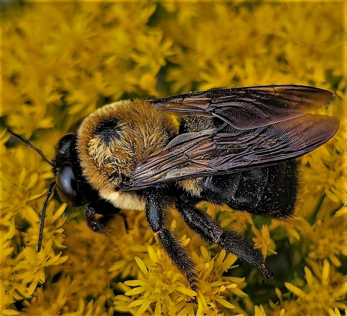 Carpenter_Bee This is a picture of an Eastern Carpenter Bee at Kinder Farm Park in Millersville, Maryland. Eastern Carpenter Bee,Fall,Geotagged,United States,Xylocopa virginica