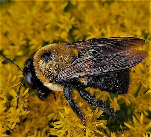 Carpenter_Bee This is a picture of an Eastern Carpenter Bee at Kinder Farm Park in Millersville, Maryland. Eastern Carpenter Bee,Fall,Geotagged,United States,Xylocopa virginica