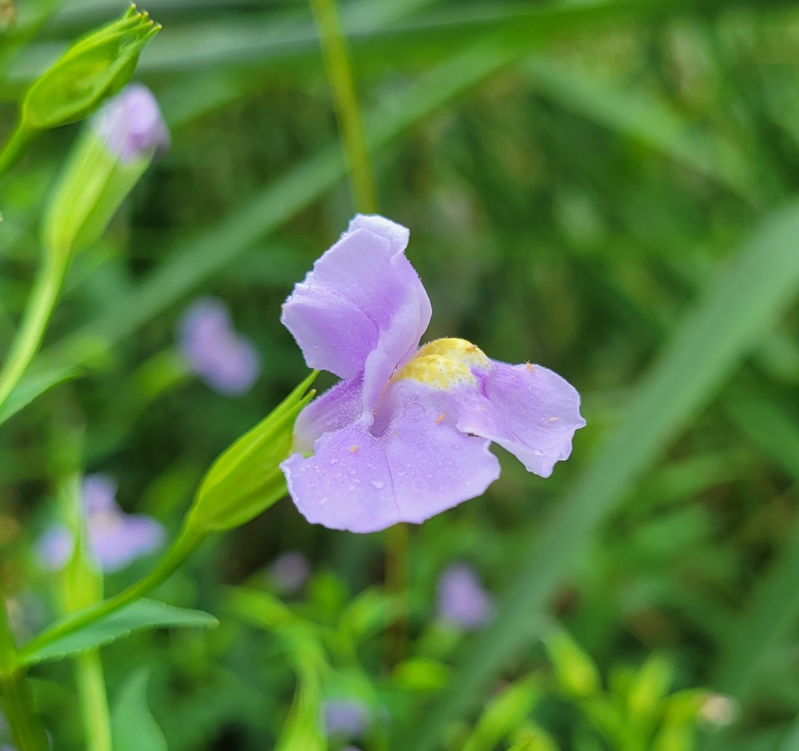 Allegheny Monkeyflower This is a picture of Allegheny Monkeyflower at Kinder Farm Park in Millersville, Maryland. Allegheny Monkeyflower,Geotagged,Mimulus ringens,Summer,United States