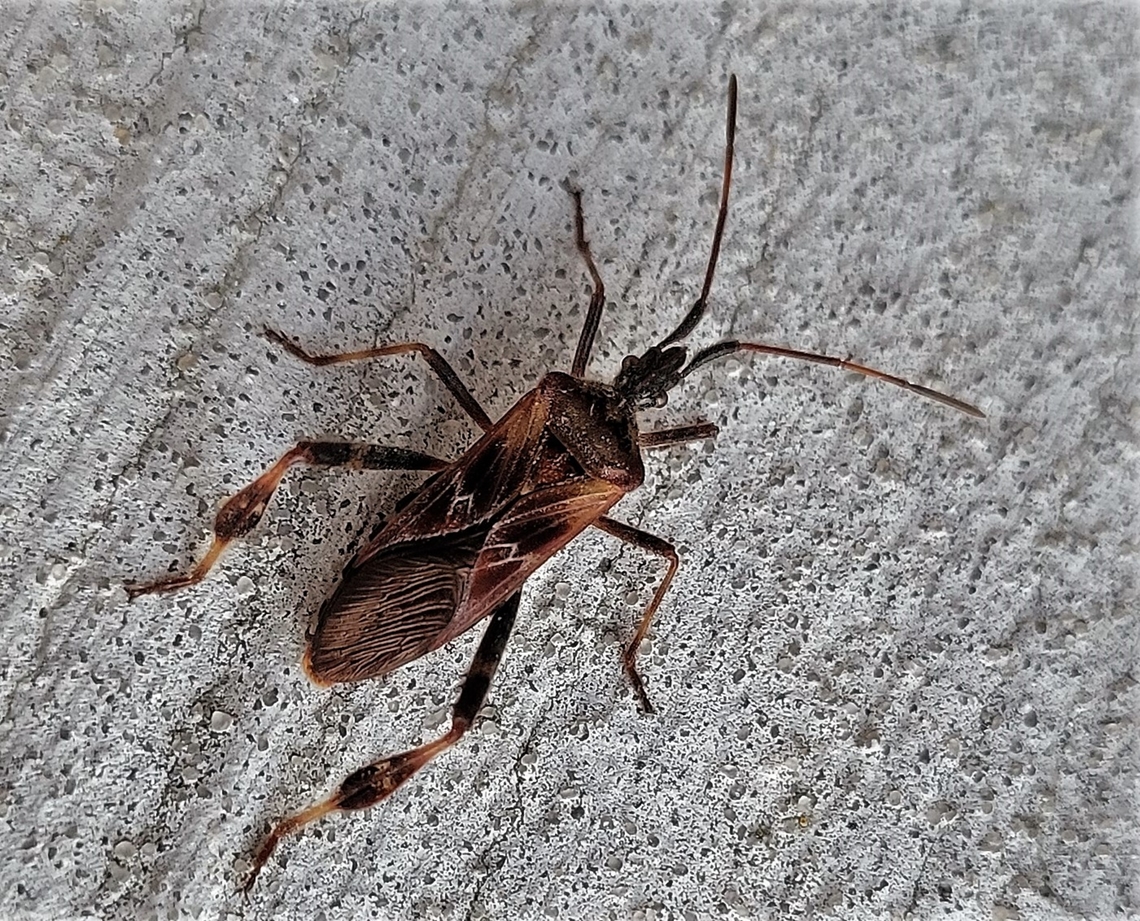 Leptoglossus occidentalis This is a picture of a Leptoglossus occidentalis at Kinder Farm Park in Millersville, Maryland. Fall,Geotagged,Leptoglossus occidentalis,United States,Western conifer seed bug