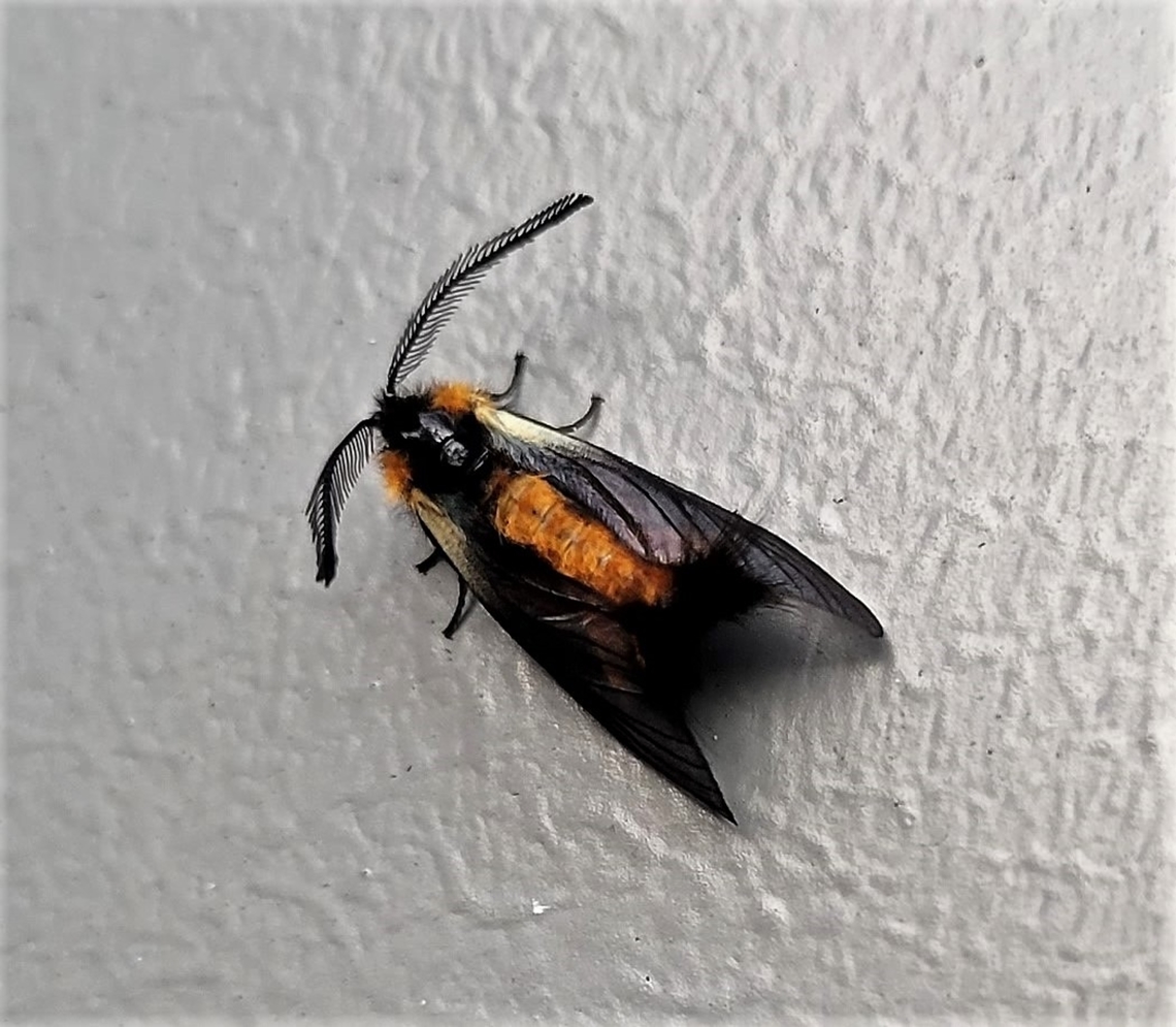 Pryeria sinica This is a picture of a Pryeria sinica in Annapolis, Maryland. Fall,Geotagged,Pryeria sinica,United States