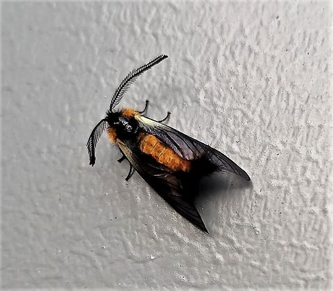 Pryeria sinica This is a picture of a Pryeria sinica in Annapolis, Maryland. Fall,Geotagged,Pryeria sinica,United States