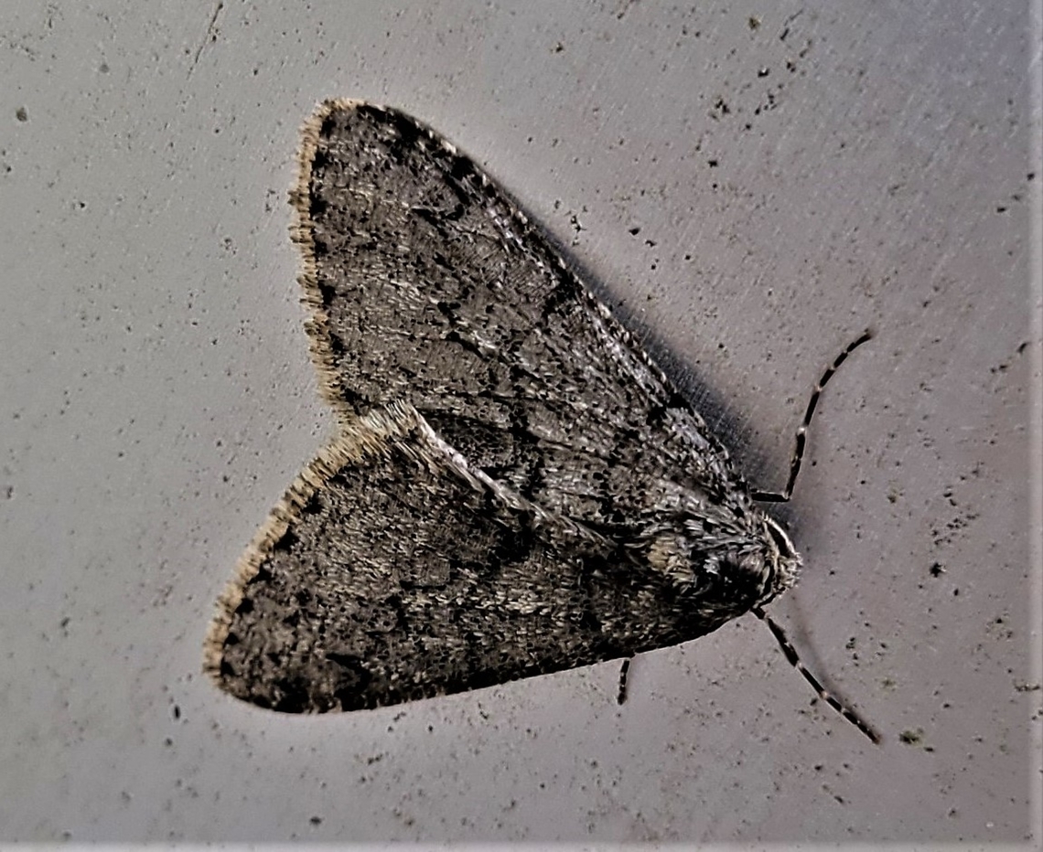 Phigalia denticulata This is a picture of a Phigalia denticulata in Annapolis, Maryland. Geotagged,Phigalia denticulata,Toothed Phigalia Moth,United States,Winter