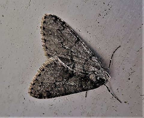 Phigalia denticulata This is a picture of a Phigalia denticulata in Annapolis, Maryland. Geotagged,Phigalia denticulata,Toothed Phigalia Moth,United States,Winter