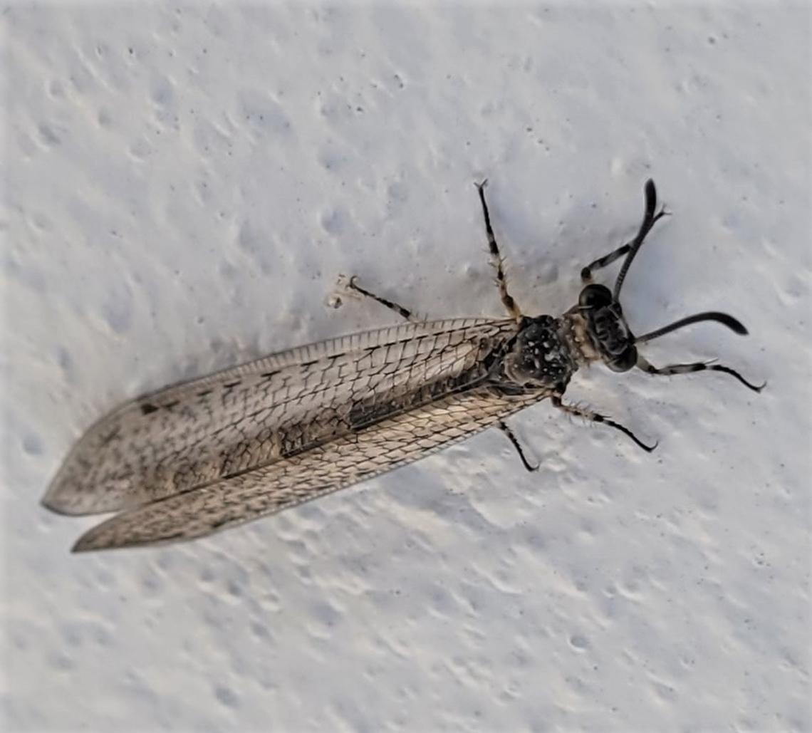 Myrmeleon immaculatus This is a picture of a Myrmeleon immaculatus in Huntingtown, Maryland. Geotagged,Myrmeleon immaculatus,Summer,United States