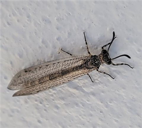 Myrmeleon immaculatus This is a picture of a Myrmeleon immaculatus in Huntingtown, Maryland. Geotagged,Myrmeleon immaculatus,Summer,United States