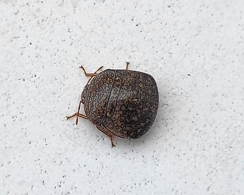 Megacopta cribraria This is a picture of a Megacopta cribraria in Annapolis, Maryland. Fall,Geotagged,Kudzu Bug,Megacopta cribraria,United States