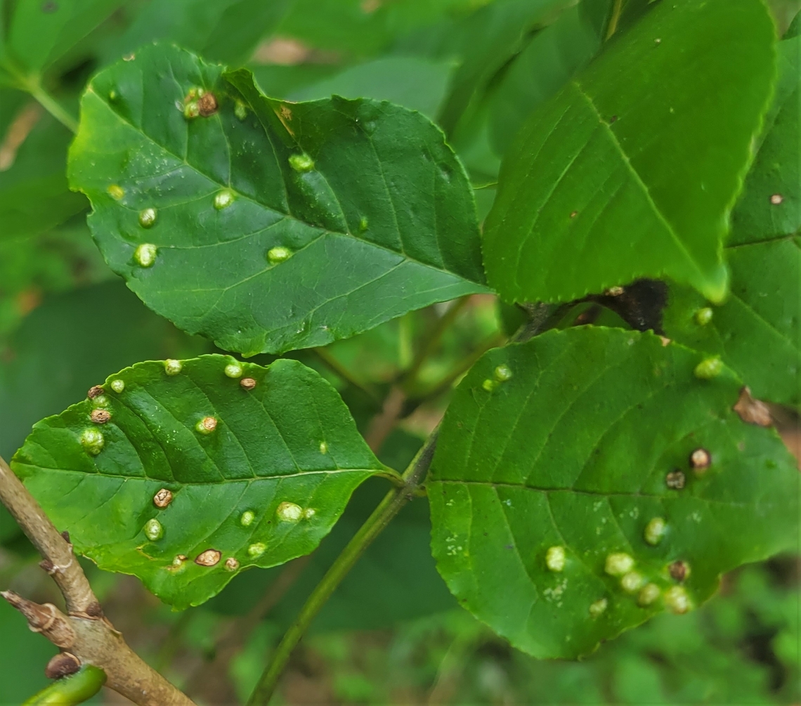 Aceria fraxini This is a picture of Aceria fraxini at Leakin Park in Baltimore City, Maryland. Aceria fraxini,Geotagged,Summer,United States