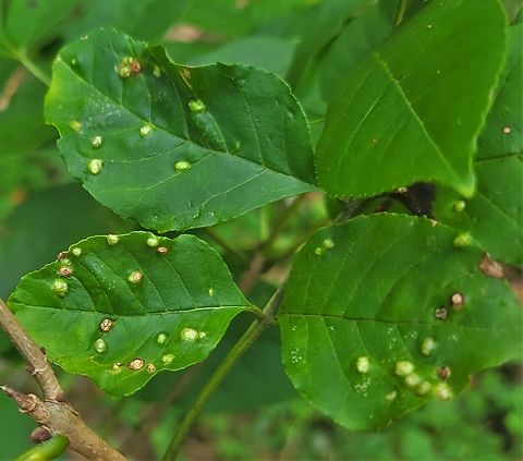 Aceria fraxini This is a picture of Aceria fraxini at Leakin Park in Baltimore City, Maryland. Aceria fraxini,Geotagged,Summer,United States