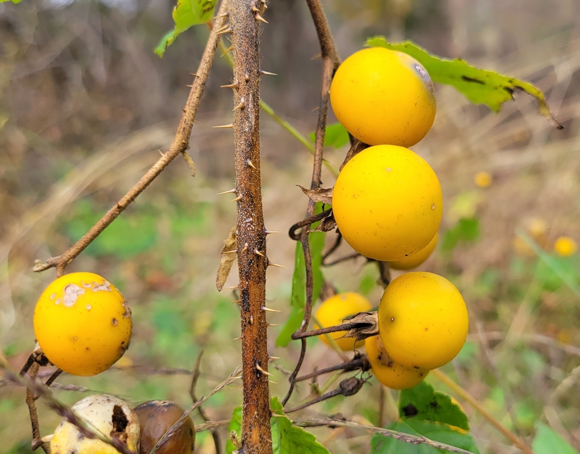 Carolina Horsenettle This is a picture of Carolina Horsenettle at Leakin Park in Baltimore City, Maryland. Carolina horsenettle,Fall,Geotagged,Solanum carolinense,United States