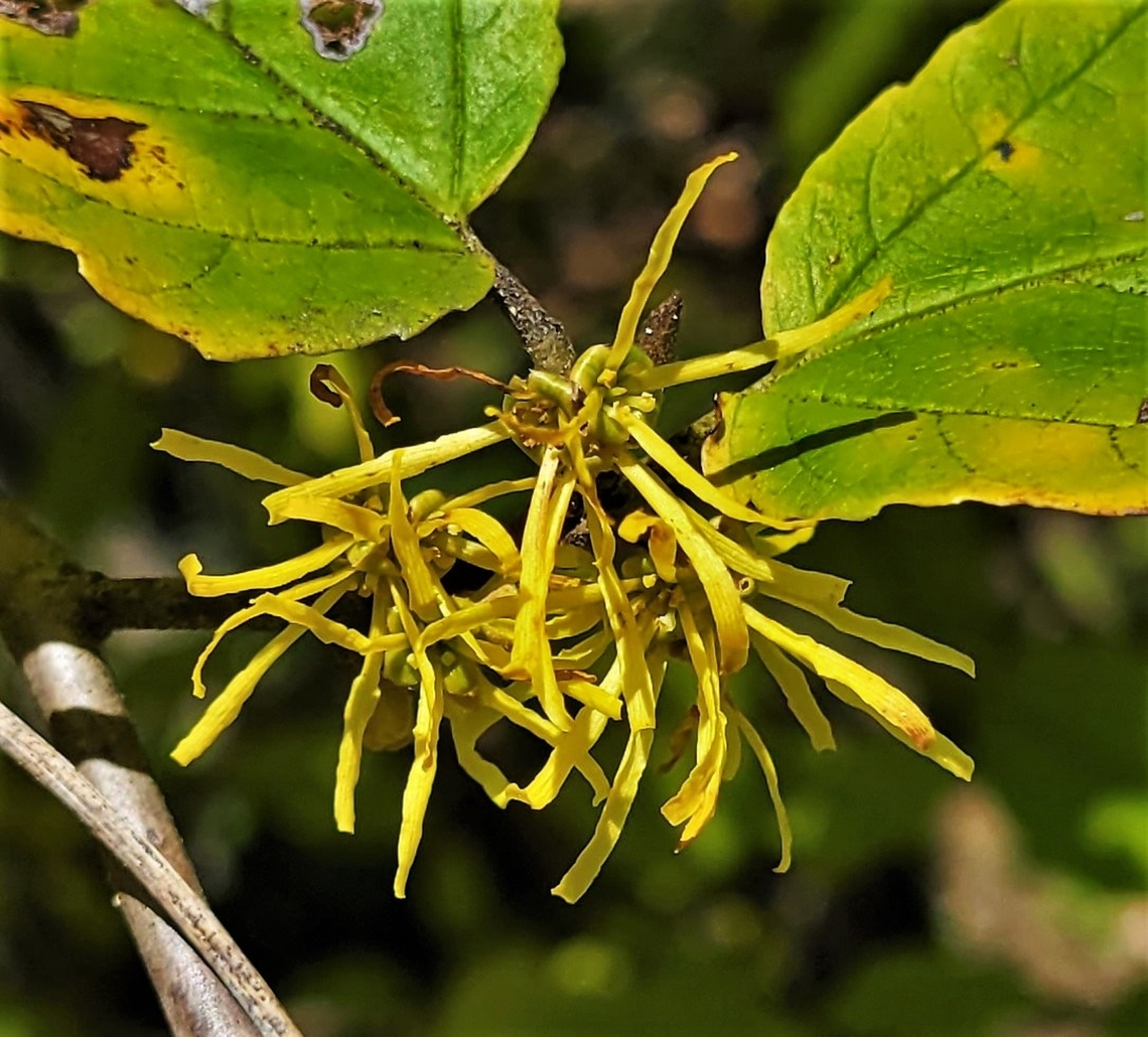 Hamamelis virginiana This is a picture of Hamamelis virginiana at Leakin Park in Baltimore City, Maryland. American witch-hazel,Fall,Geotagged,Hamamelis virginiana,United States