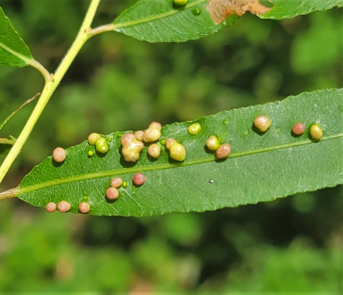 Aculus tetanothrix This is a picture of Aculus tetanothrix at Leakin Park in Baltimore City, Maryland. Aculus tetanothrix,Geotagged,Summer,United States