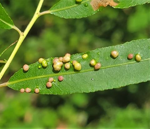 Aculus tetanothrix This is a picture of Aculus tetanothrix at Leakin Park in Baltimore City, Maryland. Aculus tetanothrix,Geotagged,Summer,United States