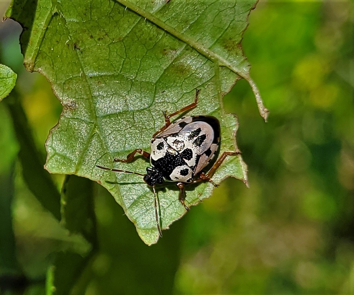 Stiretrus anchorago This is a picture of a Stiretrus anchorago at Leakin Park in Baltimore City, Maryland.<br />
 Anchor stink bug,Fall,Geotagged,Stiretrus anchorago,United States
