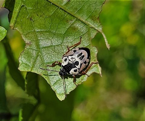 Stiretrus anchorago This is a picture of a Stiretrus anchorago at Leakin Park in Baltimore City, Maryland.
 Anchor stink bug,Fall,Geotagged,Stiretrus anchorago,United States