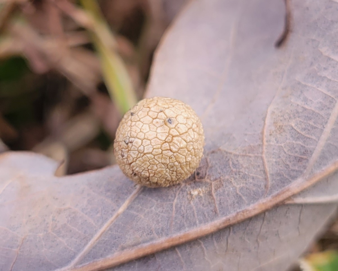 Acraspis pezomachoides This is a picture of a Acraspis pezomachoides at the Mckeldin Area of Patapsco Valley State Park in Carroll County, Maryland. Acraspis pezomachoides,Fall,Geotagged,Oak Pea Gall Wasp,United States