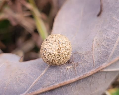Acraspis pezomachoides This is a picture of a Acraspis pezomachoides at the Mckeldin Area of Patapsco Valley State Park in Carroll County, Maryland. Acraspis pezomachoides,Fall,Geotagged,Oak Pea Gall Wasp,United States