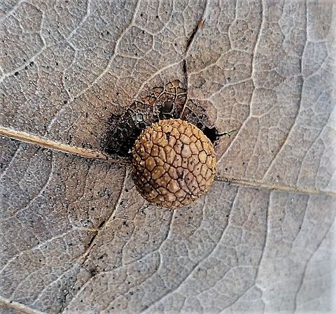 Acraspis quercushirta This is a picture of a Acraspis quercushirta at Patapsco Valley State Park in Howard County, Maryland. Acraspis quercushirta,Fall,Geotagged,United States