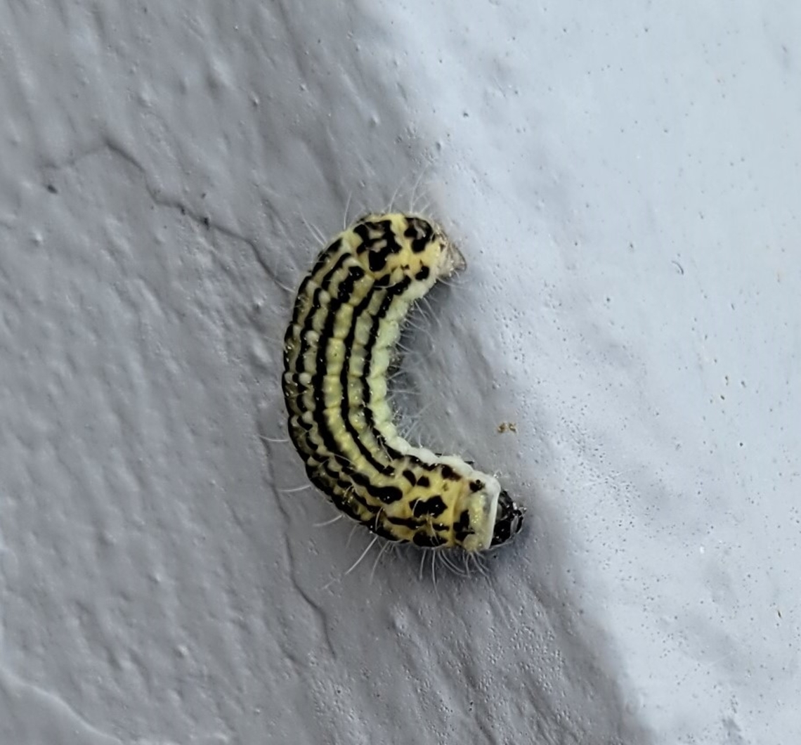 Pryeria sinica This is a picture of a Pryeria sinica on one of the buildings along West Street in Annapolis, Maryland. Euonymus Leaf Notcher,Geotagged,Pryeria sinica,Spring,United States