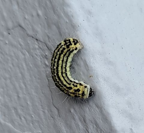 Pryeria sinica This is a picture of a Pryeria sinica on one of the buildings along West Street in Annapolis, Maryland. Euonymus Leaf Notcher,Geotagged,Pryeria sinica,Spring,United States