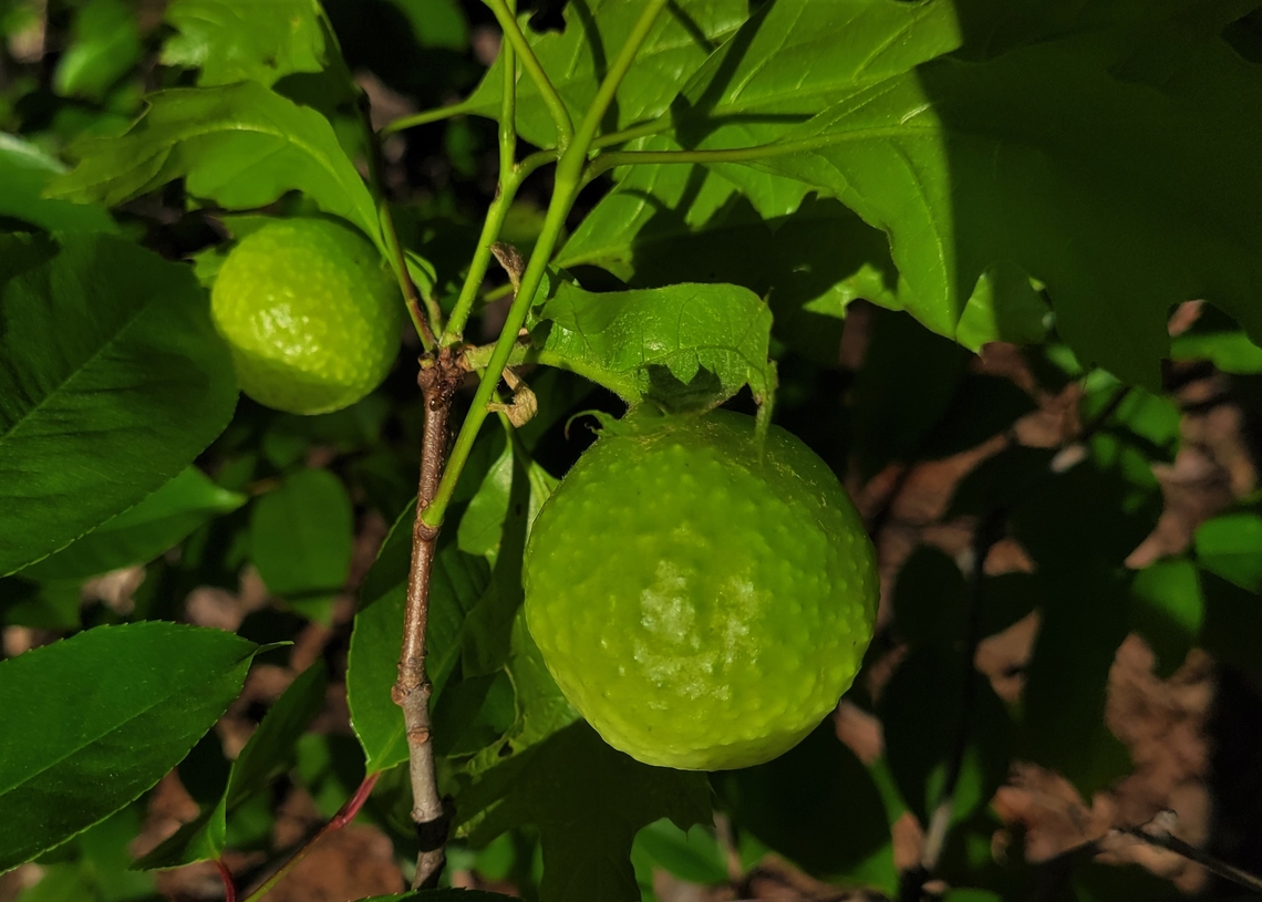 Amphibolips confluenta This is a picture of a Amphibolips confluenta at Poplar Ridge Park in Pasadena, Maryland. Amphibolips confluenta,Geotagged,Spongy Oak Apple Gall Wasp,Spring,United States
