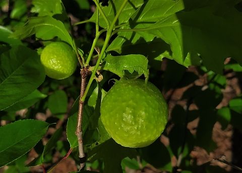 Amphibolips confluenta This is a picture of a Amphibolips confluenta at Poplar Ridge Park in Pasadena, Maryland. Amphibolips confluenta,Geotagged,Spongy Oak Apple Gall Wasp,Spring,United States