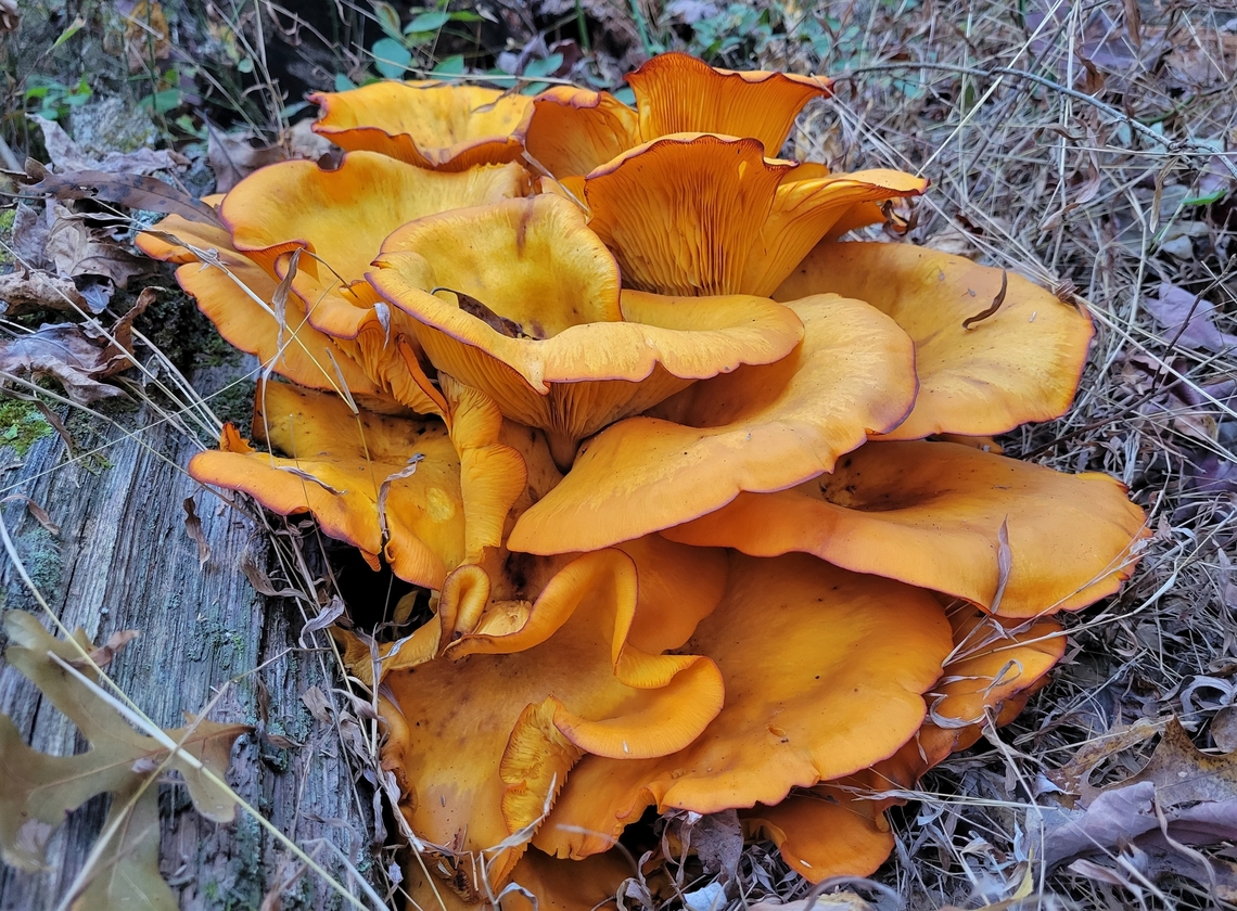 Omphalotus illudens This is a picture of Omphalotus illudens on the South Tract of the Patuxent Research Refuge near Laurel, Maryland. Fall,Geotagged,Jack O' Lantern Mushroom,Omphalotus illudens,United States