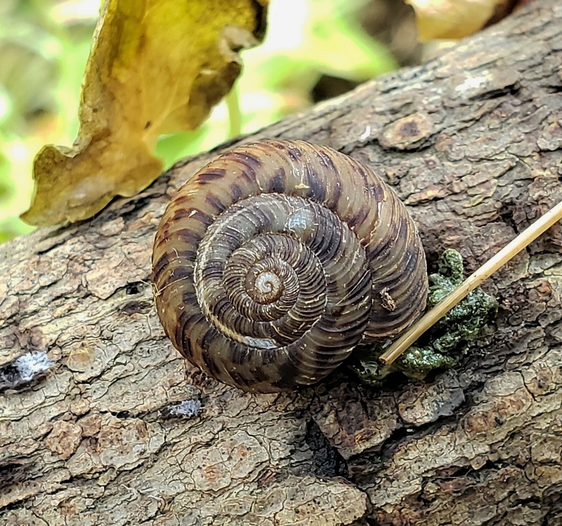 Anguispira alternata This is a picture of a Anguispira alternata at Patapsco Valley State Park in Catonsville, Maryland. Anguispira alternata,Geotagged,Spring,United States
