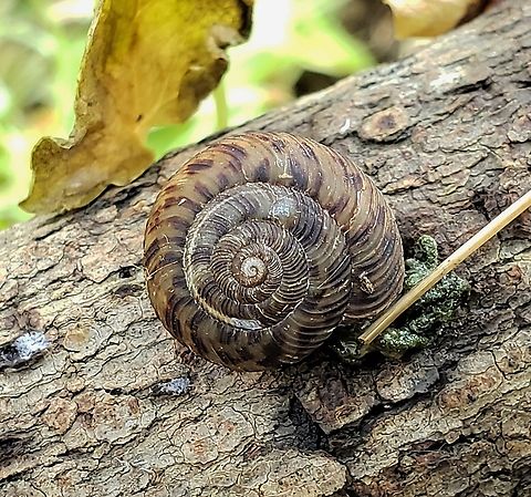 Anguispira alternata This is a picture of a Anguispira alternata at Patapsco Valley State Park in Catonsville, Maryland. Anguispira alternata,Geotagged,Spring,United States