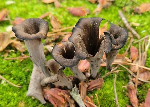 Black Trumpets This is a picture of some black trumpets on the South Tract of the Patuxent Research Refuge near Laurel, Maryland. Black Trumpets,Craterellus fallax,Geotagged,Summer,United States