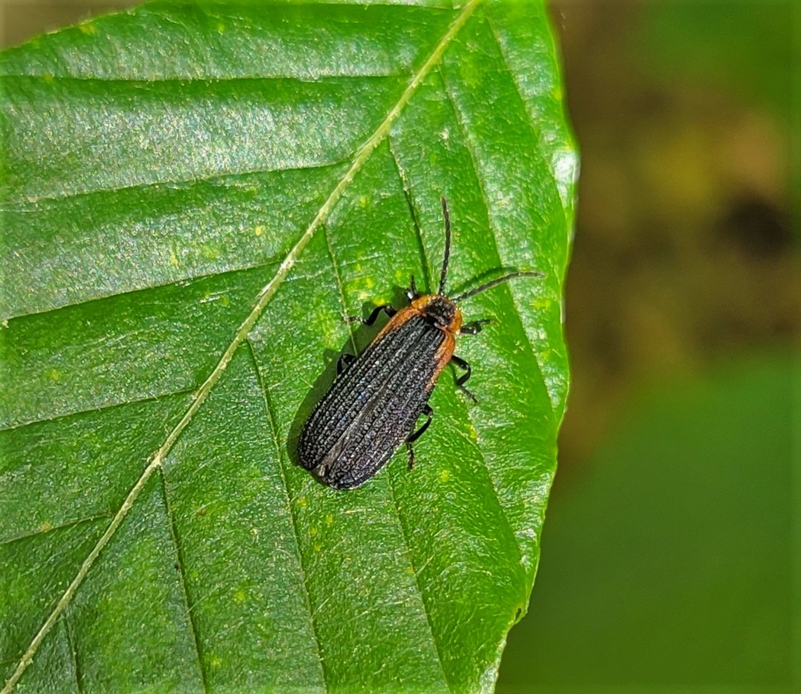 Eros humeralis This is a picture of a Eros humeralis on the North Tract of the Patuxent Research Refuge near Laurel, Maryland. Eros humeralis,Geotagged,Spring,United States