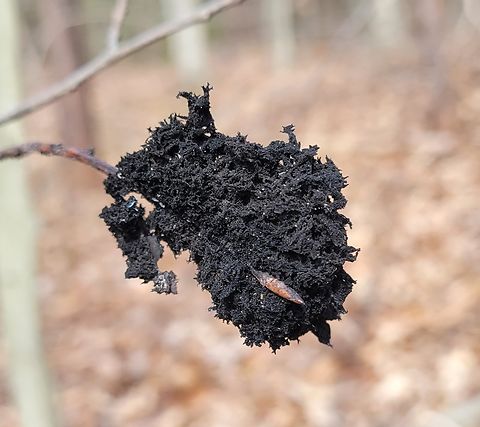 Scorias spongiosa This is a picture of Scorias spongiosa on the North Tract of the Patuxent Research Refuge near Fort Meade, Maryland. Black Sooty Mold,Geotagged,Scorias spongiosa,United States,Winter