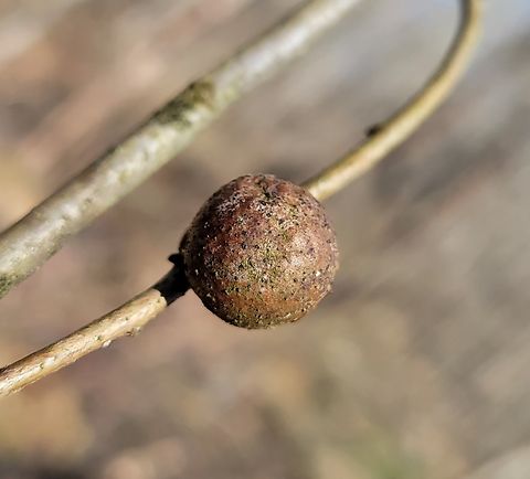 Disholcaspis quercusglobulus This is a picture of a Disholcaspis quercusglobulus on the North Tract of the Patuxent Research Refuge near Fort Meade, Maryland. Bullet Gall Wasp,Disholcaspis quercusglobulus,Geotagged,United States,Winter