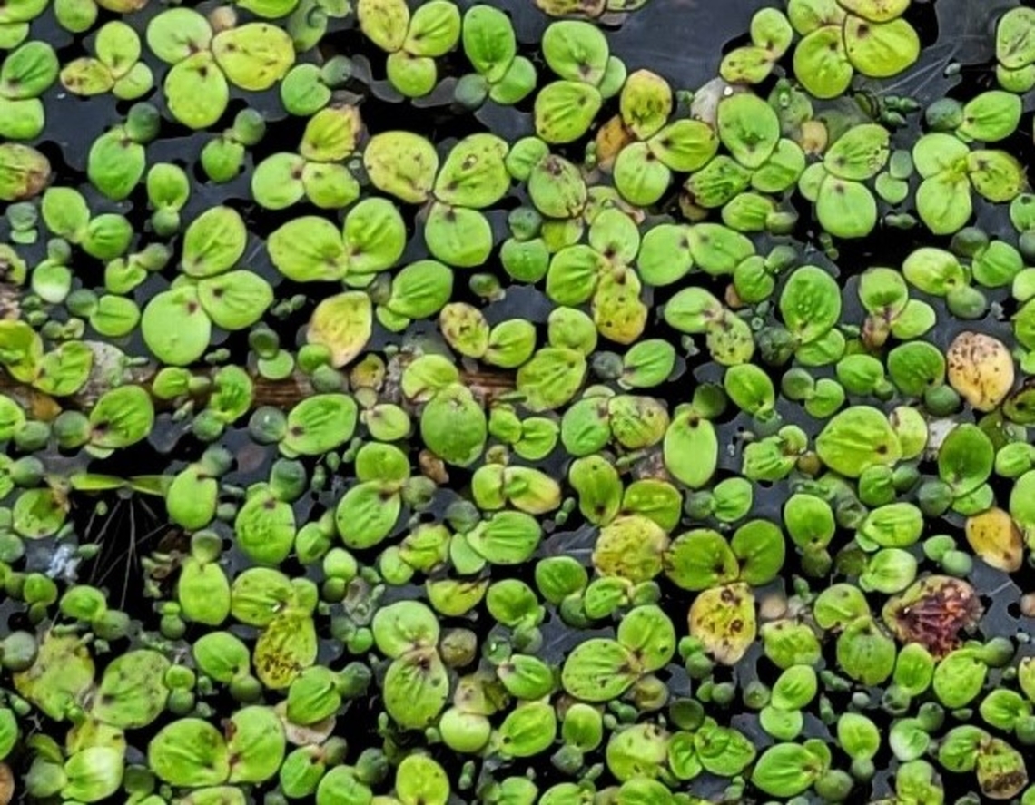 Spirodela polyrhiza This is a picture of Spirodela polyrhiza at Lake Allen on the North Tract of the Patuxent Research Refuge near Fort Meade, Maryland. Geotagged,Spirodela polyrhiza,Spring,United States