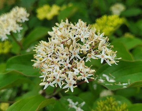 Cornus amomum This is a picture of Cornus amomum on the North Tract of the Patuxent Research Refuge near Fort Meade, Maryland. Cornus amomum,Geotagged,Silky Dogwood,Spring,United States