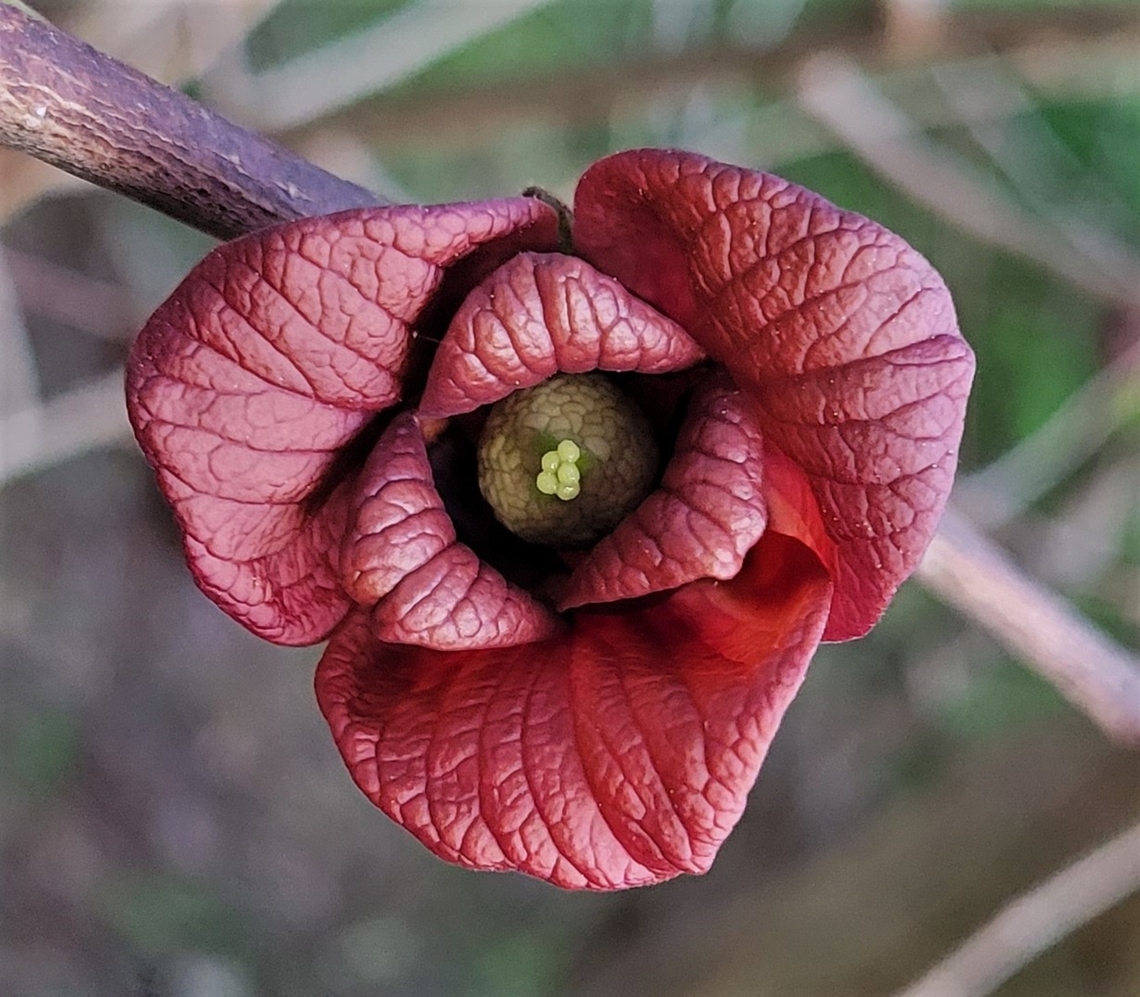 Pawpaw Flower This is a picture of a pawpaw at the Mckeldin Area of Patapsco Valley State Park in Carroll County, Maryland. Asimina triloba,Common Pawpaw,Geotagged,Spring,United States