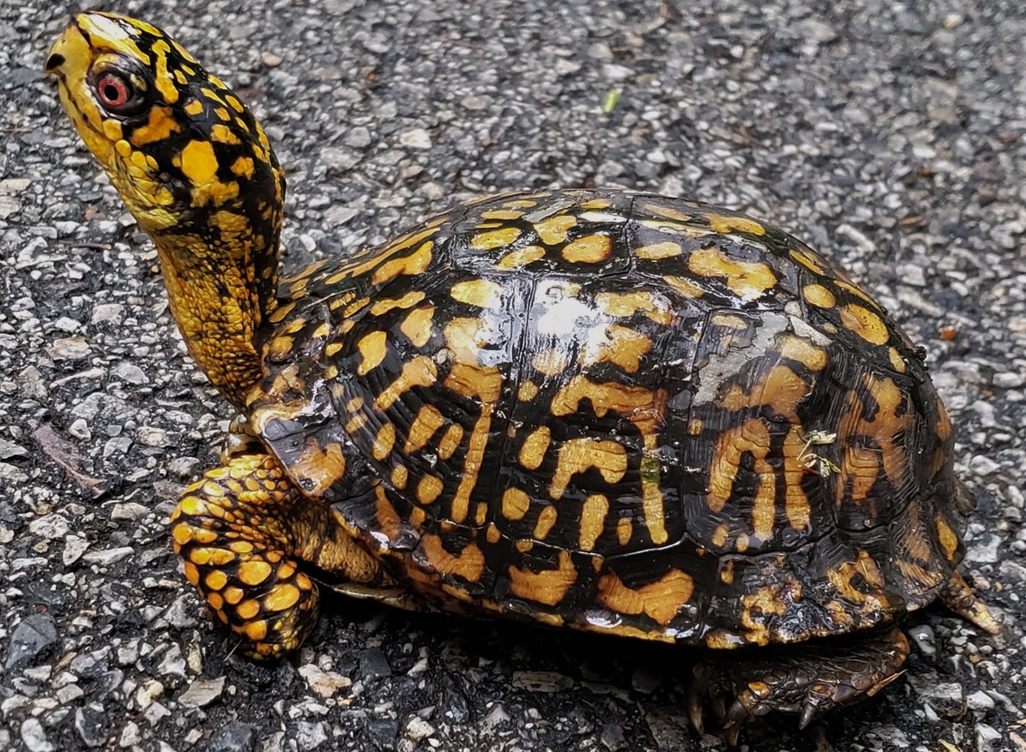 Box Turtle This is a picture of a Terrapene carolina carolina along the Grist Mill Trail at Patapsco Valley State Park in Catonsville, Maryland. Eastern box turtle,Geotagged,Spring,Terrapene carolina carolina,United States