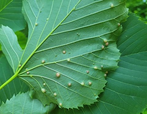 Contarinia verrucicola This is a picture of Contarinia verrucicola at the Mckeldin Area of Patapsco Valley State Park in Carroll County, Maryland. Contarinia verrucicola,Geotagged,Spring,United States