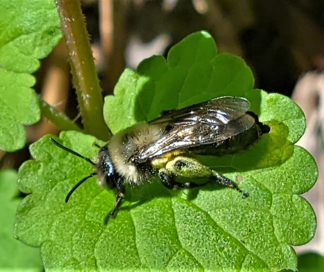 Andrena carlini This is a picture of a Andrena carlini at the Hilton Area of Patapsco Valley State Park in Catonsville, Maryland. Andrena carlini,Geotagged,Spring,United States