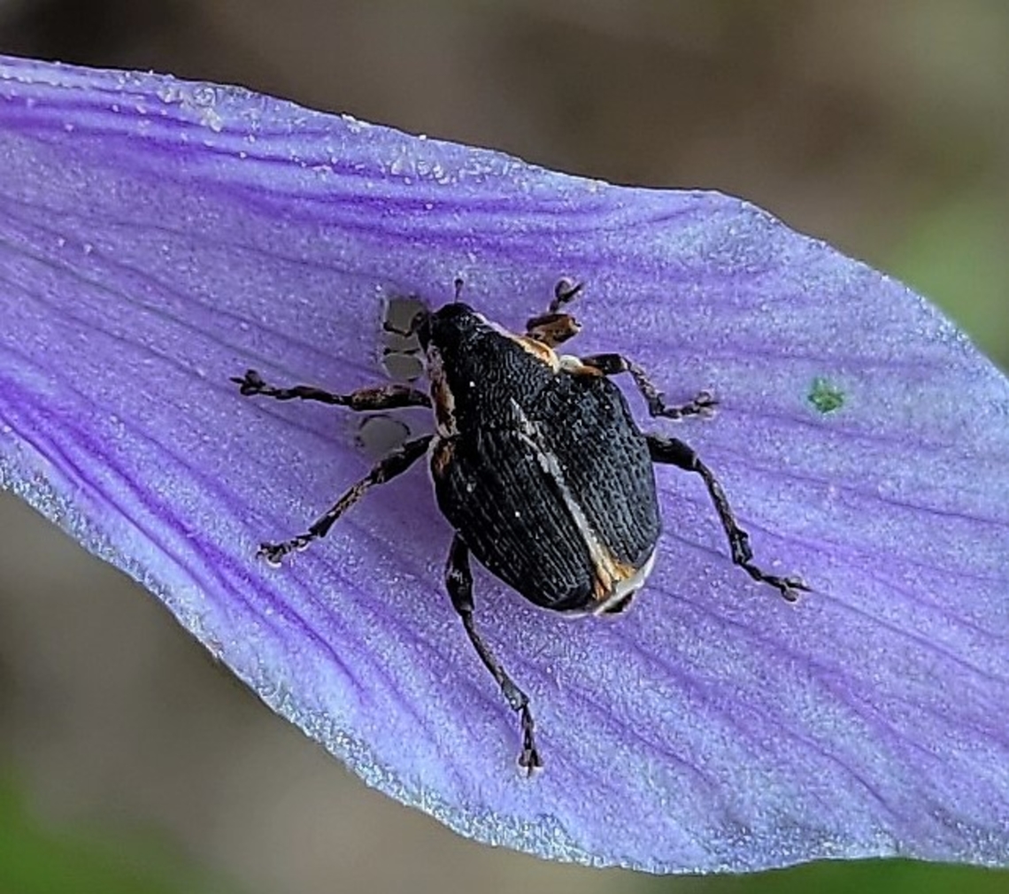 Mononychus vulpeculus This is a picture of a Mononychus vulpeculus on the South Tract of the Patuxent Research Refuge near Laurel, Maryland. Geotagged,Iris Weevil,Mononychus vulpeculus,Spring,United States