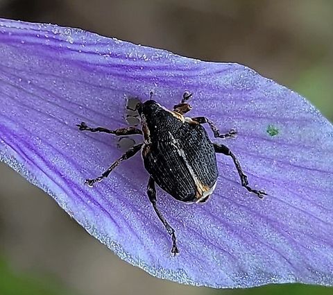 Mononychus vulpeculus This is a picture of a Mononychus vulpeculus on the South Tract of the Patuxent Research Refuge near Laurel, Maryland. Geotagged,Iris Weevil,Mononychus vulpeculus,Spring,United States