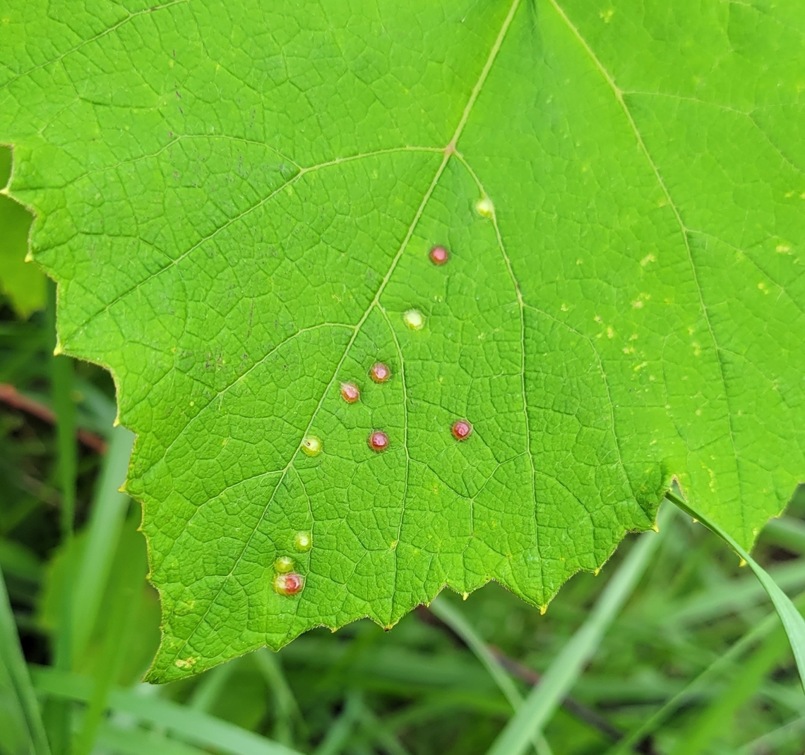 Grape Midge galls - Vitisiella brevicauda This is a picture of a Vitisiella brevicauda on the South Tract of the Patuxent Research Refuge near Laurel, Maryland. Geotagged,Grape Midge,Spring,United States,Vitisiella brevicauda