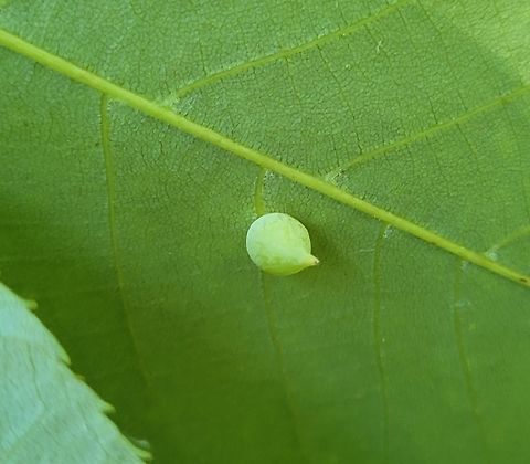 Caryomyia caryaecola This is a picture of a Caryomyia caryaecola on the North Tract of the Patuxent Research Refuge near Fort Meade, Maryland. Caryomyia caryaecola,Geotagged,Hickory Onion Gall Midge,Spring,United States