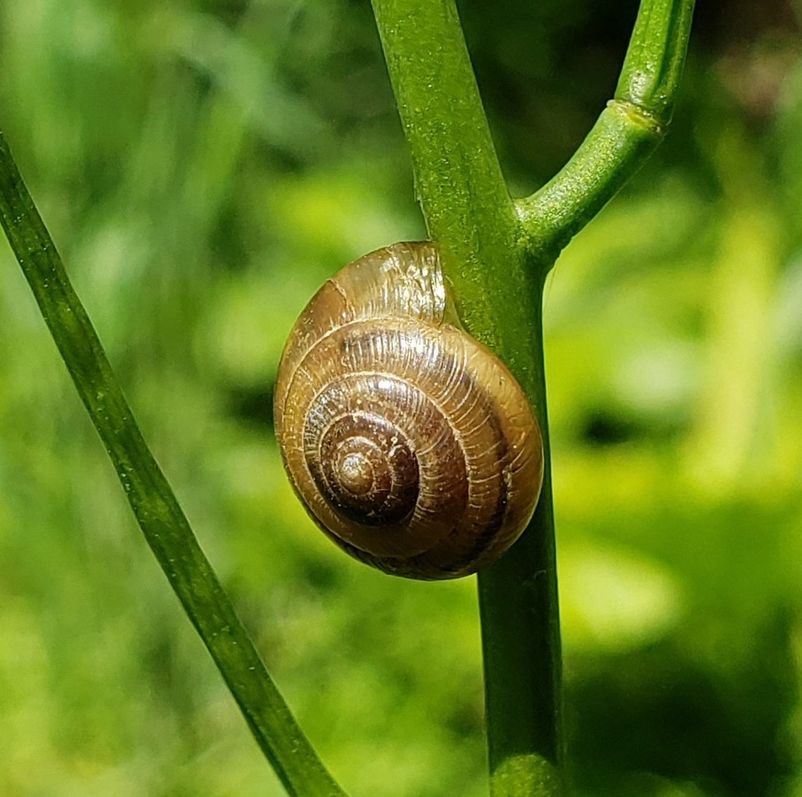 Ventridens ligera This is a picture of a Ventridens ligera at the Mckeldin Area of Patapsco Valley State Park in Carroll County, Maryland. Geotagged,Globose Dome Snail,Spring,United States,Ventridens ligera