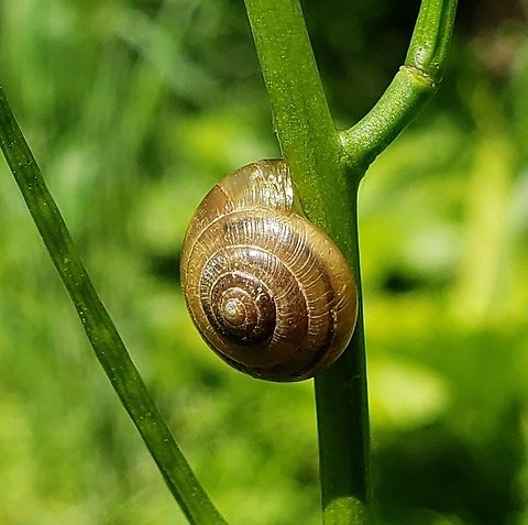 Ventridens ligera This is a picture of a Ventridens ligera at the Mckeldin Area of Patapsco Valley State Park in Carroll County, Maryland. Geotagged,Globose Dome Snail,Spring,United States,Ventridens ligera