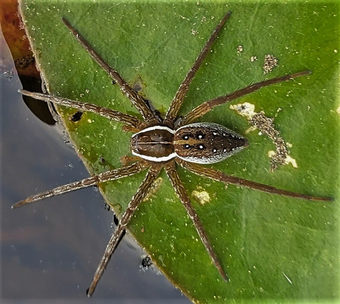 Six Spotted Fishing Spider This is a picture of a Six Spotted Fishing Spider on the South Tract of the Patuxent Research Refuge near Laurel, Maryland. Dolomedes triton,Geotagged,Six-spotted fishing spider,Spring,United States