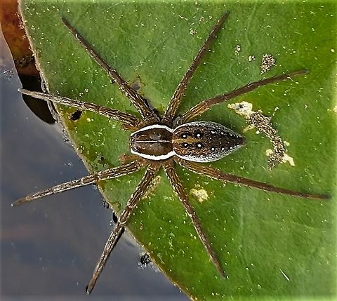 Six Spotted Fishing Spider This is a picture of a Six Spotted Fishing Spider on the South Tract of the Patuxent Research Refuge near Laurel, Maryland. Dolomedes triton,Geotagged,Six-spotted fishing spider,Spring,United States