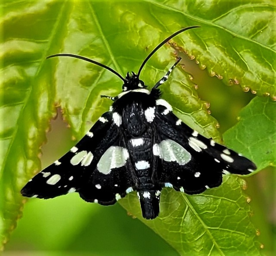 Mournful Thyris Moth This is a picture of a  Thyris sepulchralis on the North Tract of the Patuxent Research Refuge near Fort Meade, Maryland. Geotagged,Mournful Thyris Moth,Spring,Thyris sepulchralis,United States